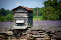 Beehive #1