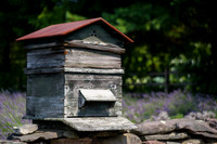Beehive #2