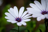 African Daisies