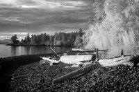 Driftwood and Rocks