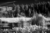 Pond