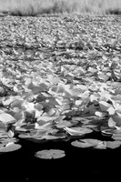 Lily Pads