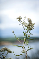 Pearly Everlasting #2