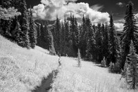 Trail