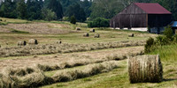 Roulette Farm