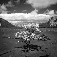 Scrub Tree