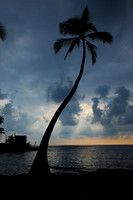 Palm Tree Sunset