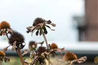 Dry Coneflowers