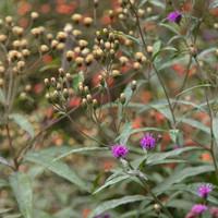 Fall Blossoms