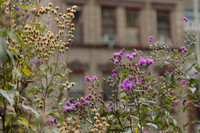 Blossoms & Building