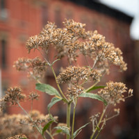 Blossoms & Brick
