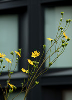 Black & Yellow