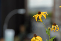 Yellow Flower Abstract