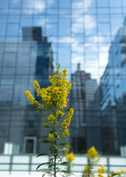 Pollination and Reflection