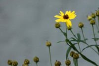Yellow Flower & Concrete