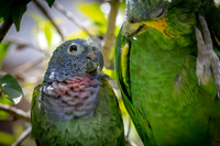 Parrot #1
