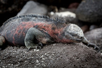 Marine Iguana #1