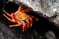 Sally Lightfoot Crab