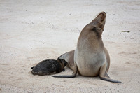 Sea Lion #13
