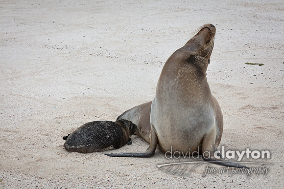 Sea Lion #13