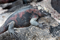 Marine Iguana #6