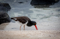 Oyster Catcher #2