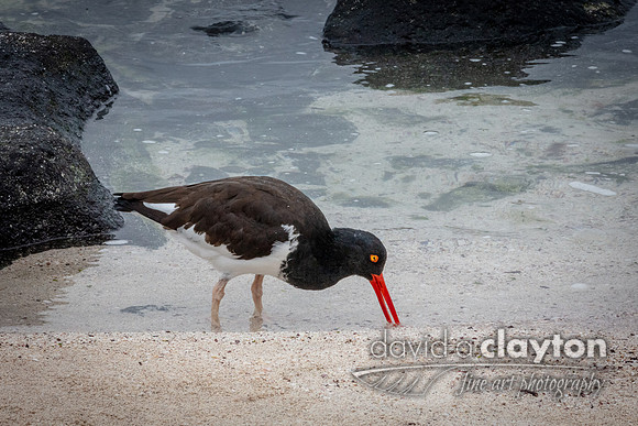 Oyster Catcher #2