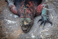 Marine Iguana