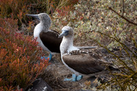 Blue Footed Booby