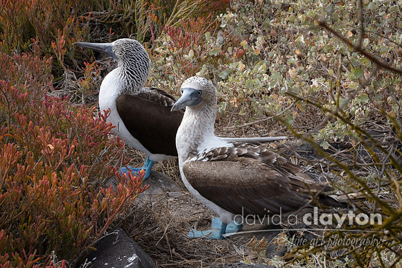 Blue Footed Booby