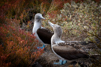 Blue Footed Booby