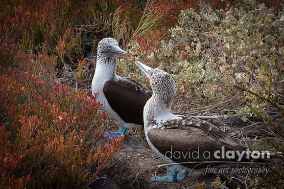 Blue Footed Booby