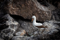 Nazca Booby