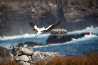 Nazca Booby