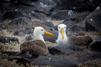 Albatross