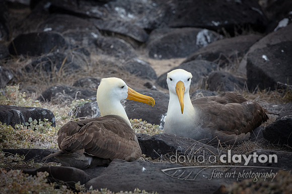 Albatross