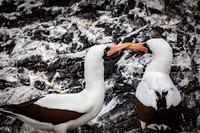 Nazca Booby