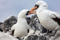 Nazca Booby