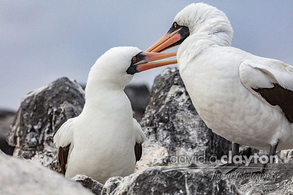 Nazca Booby