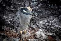 Yellow Crowned Night Heron