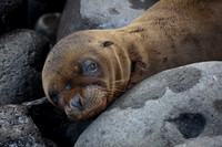Sea Lion