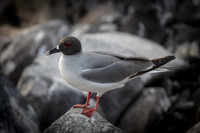 Swallow Tailed Gull