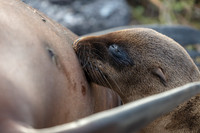 Sea Lion Nursing