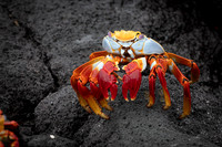 Sally Lightfoot Crab