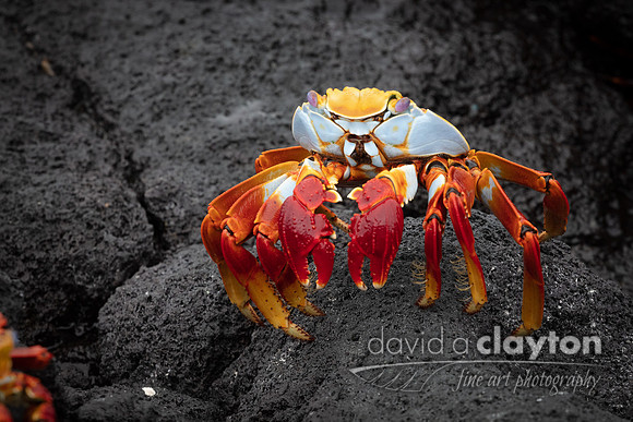 Sally Lightfoot Crab