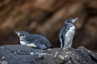 Galapagos Penguin