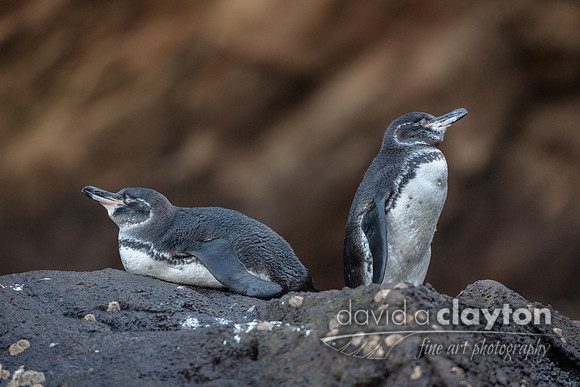 Galapagos Penguin