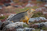 Land Iguana