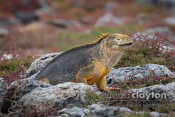 Land Iguana