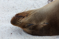 Sea Lion #5
